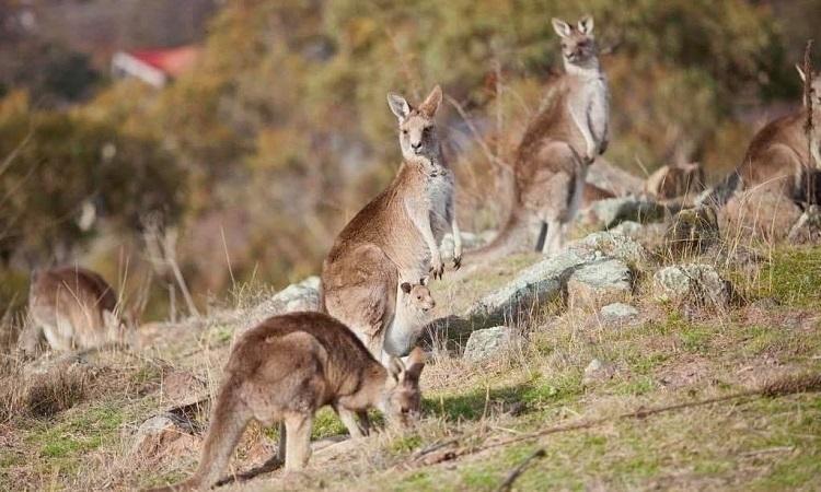 Долина Кенгуру в Австралии призывает туристов вернуться