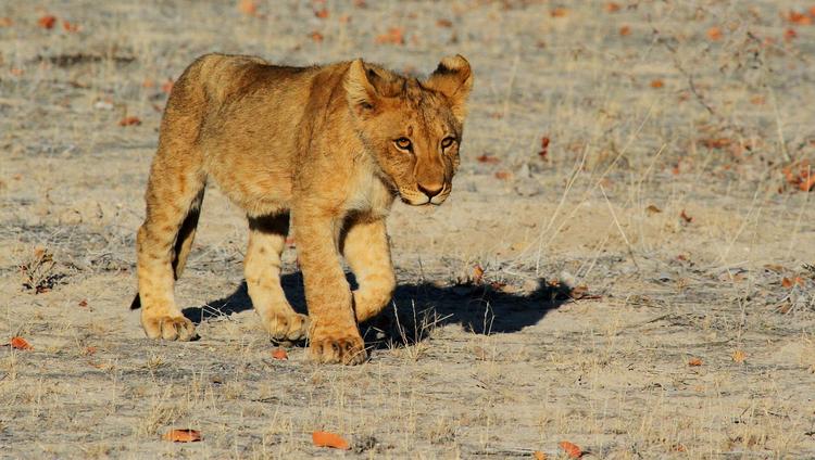 В Судане львов заморили голодом