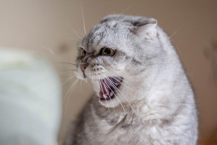 В Архангельске злая кошка два дня продержала на кухне свою хозяйку