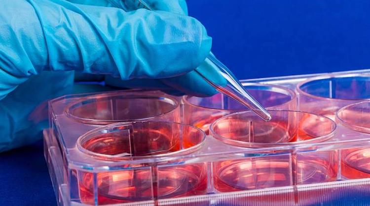 Франция намерена сделать стволовые клетки доступными по цене