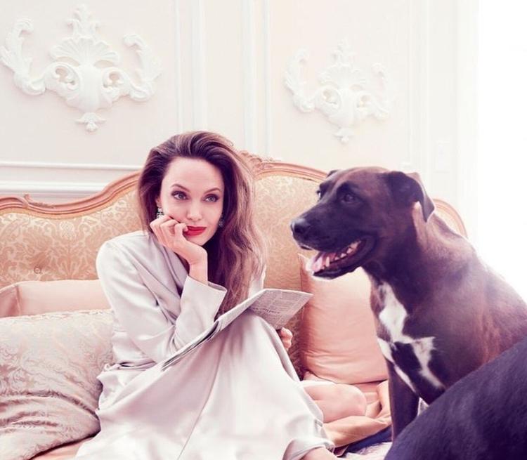 Анджелину Джоли до истерики довели успехи Брэда Питта