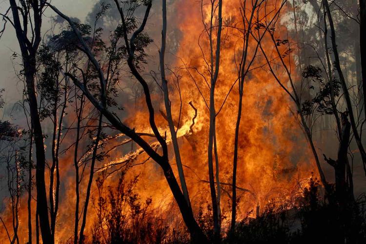 В очаге лесного пожара в Австралии перевернулся автомобиль с добровольцами