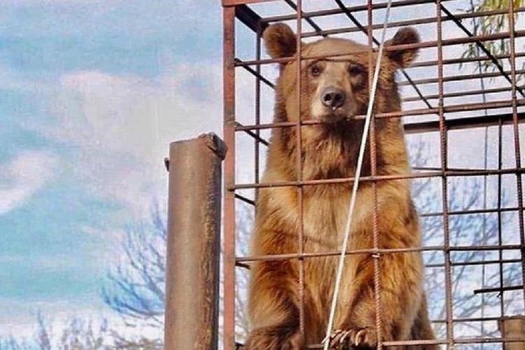 В Адыгее опровергли информацию о нападении медведя на ребенка в одном из туркомплексов