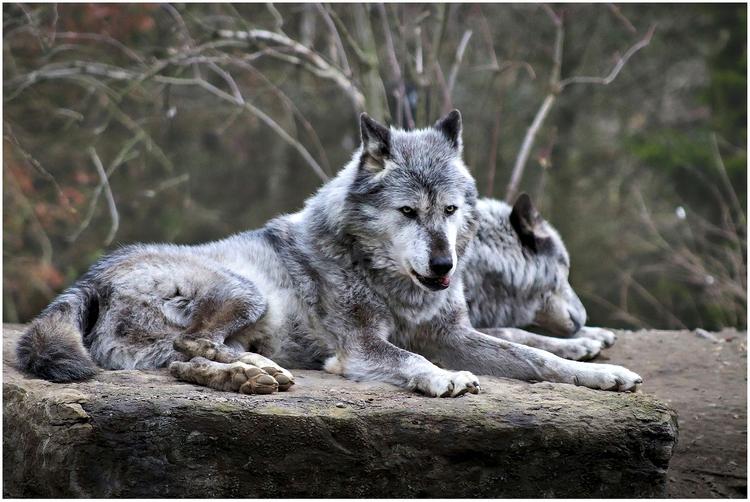 322 волка разрешили отстрелить в Республике Коми 