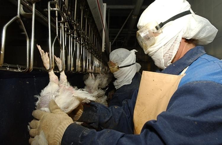 В китайской провинции Хунань произошла вспышка птичьего гриппа