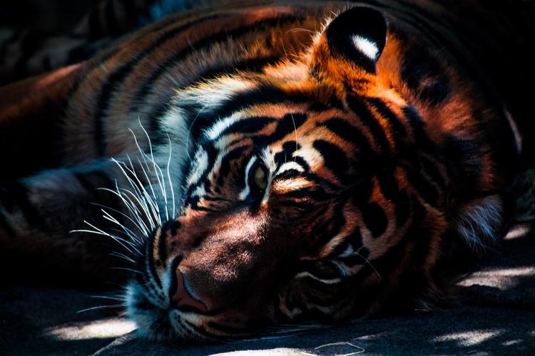 Приамурье: амурский тигр был убит браконьерами 