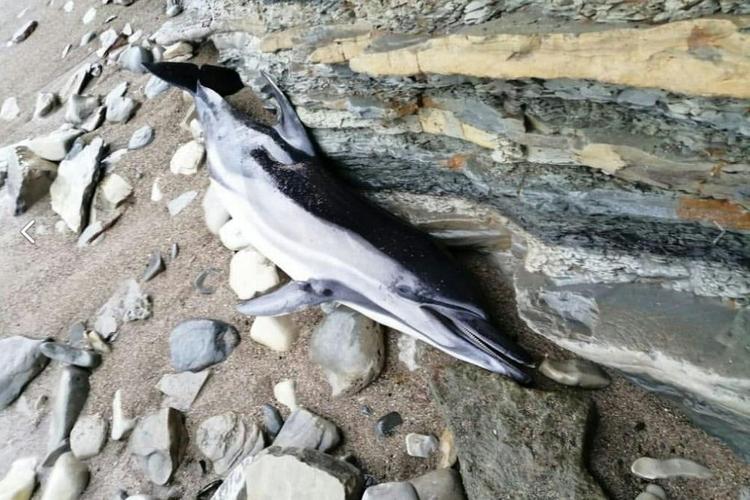 На пляже в районе Сочи нашли мертвого дельфина-альбиноса