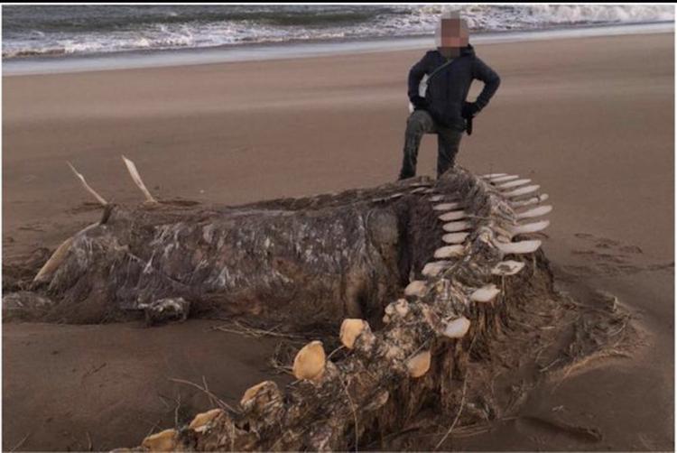 Мощный ураган вынес на побережье Шотландии гигантский скелет таинственного существа