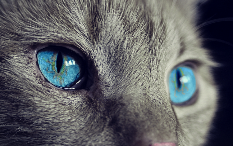 В КНР наряжают кошек в медицинские маски для защиты от коронавируса  