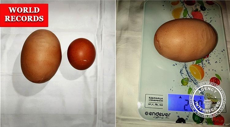 В деревне Запрудная под Калугой курица снесла гигантское яйцо и установила мировой рекорд