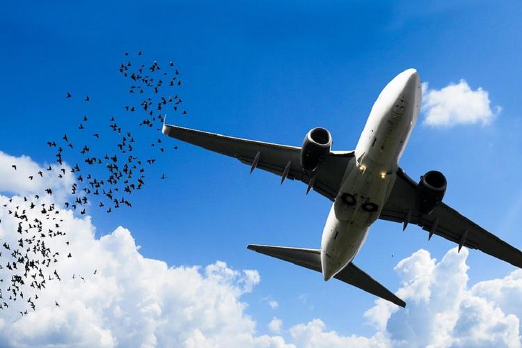 В аэропорту Сочи птиц будут отпугивать специальными криками бедствия