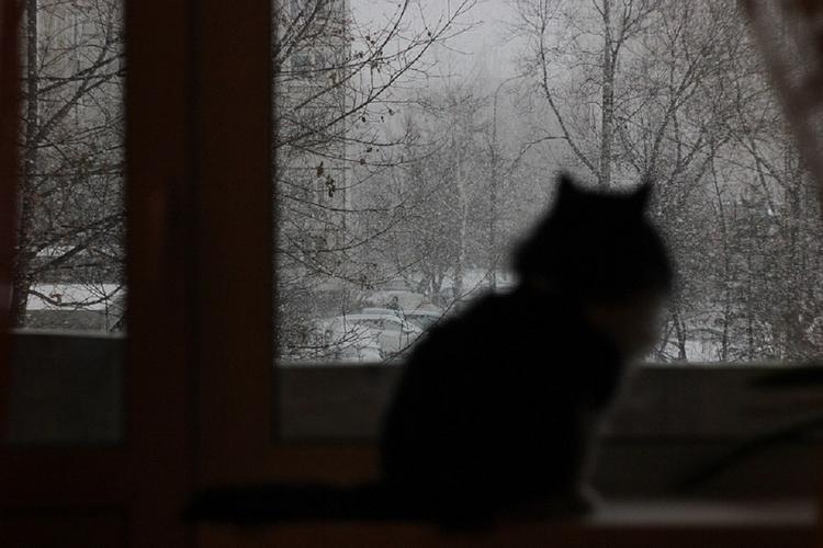Синоптики: похолодание и снег придут в Москву на следующей неделе