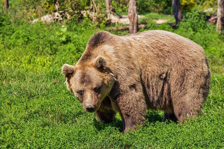 В Подмосковье растет риск встретить злого медведя