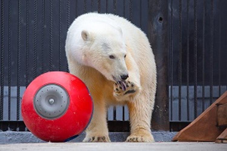 Нефтяники спасают белых медведей