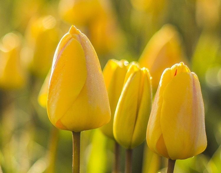 Алла Пугачева призналась, по какой причине отменила свой праздник начала весны с желтыми цветами
