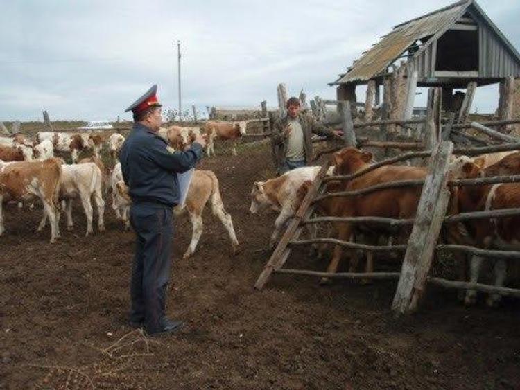 Полицейские получили по пять лет строгого режима за кражу стада коров и избиение пастуха