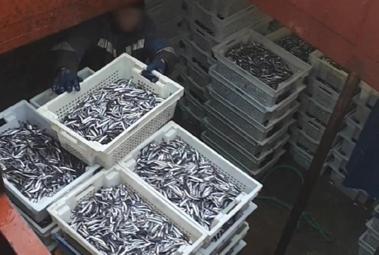 В Чёрном море поймали браконьеров с уловом более 6 тонн хамсы