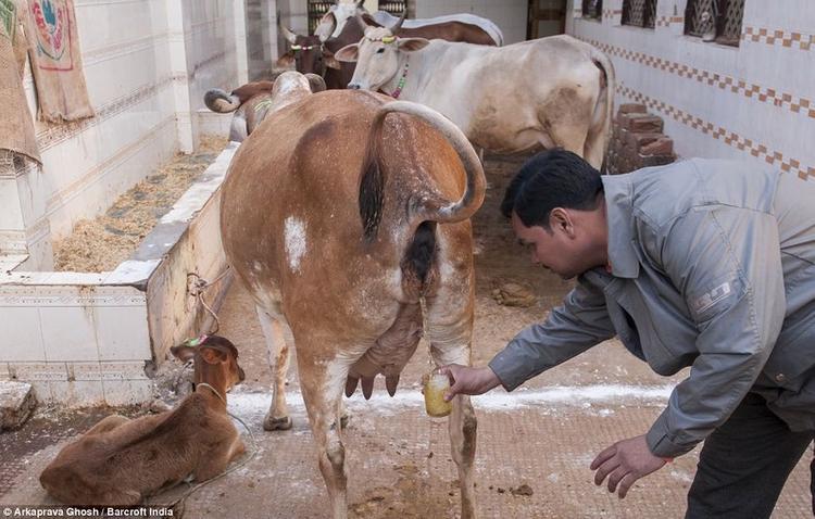 Эксперты предупреждают: употребление коровьей мочи не спасает от коронавируса