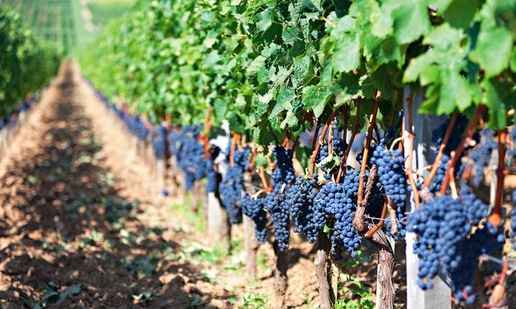 Новую дорожную карту разрабатывают в крае для виноградарства и виноделия