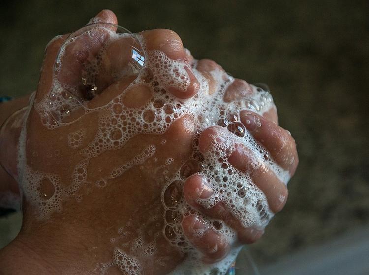 Врач назвал мыло «идеальным вариантом» в борьбе с коронавирусом 