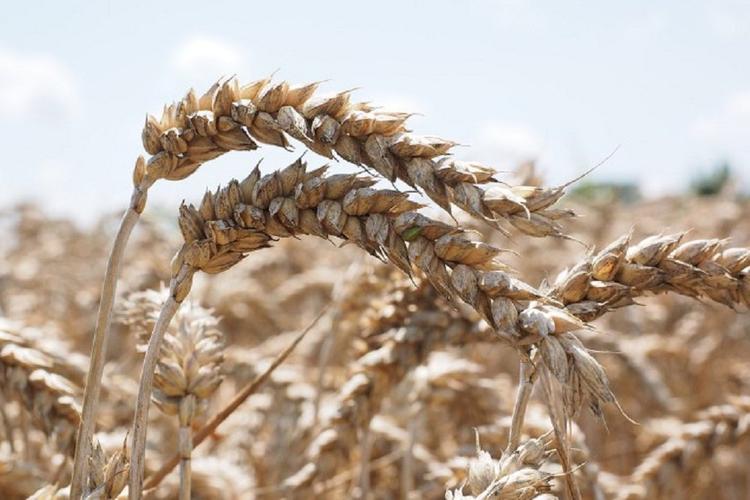 Российская пшеница впервые в истории обогнала в цене нефть