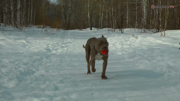 В Челябинск привезли собаку, которая чуть не растерзала бывшую хозяйку
