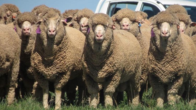Чиновники ущемляют интересы отборных российских овец и баранов 