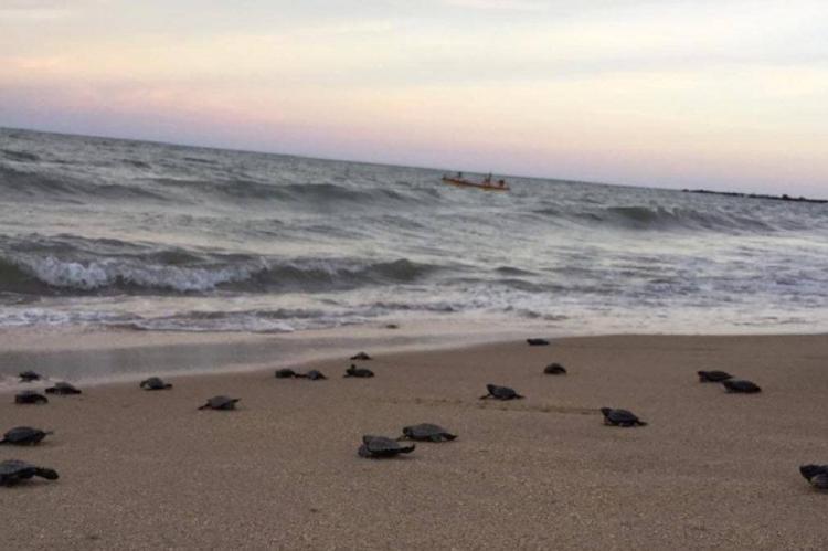 Наконец-то свободно: тысячи черепах заполнили безлюдные пляжи 