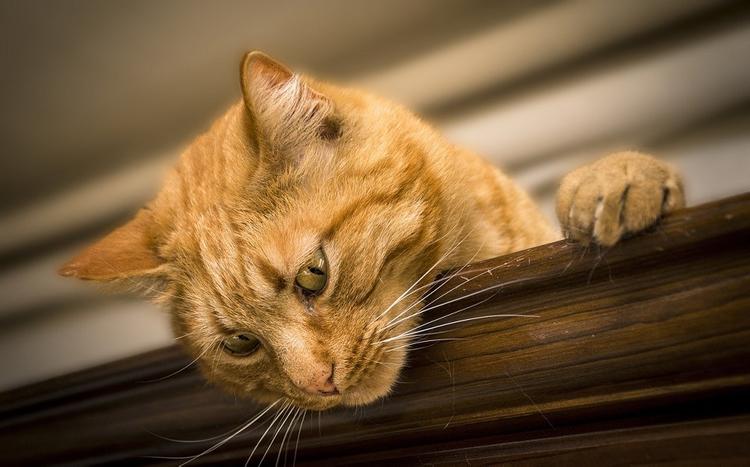 ВОЗ о кошках в Ухане: сведений о передаче инфекции от животных к человеку пока нет