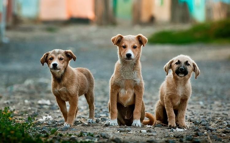 В Cовфеде осудили полицейских, которые задержали гуляющего с собакой москвича