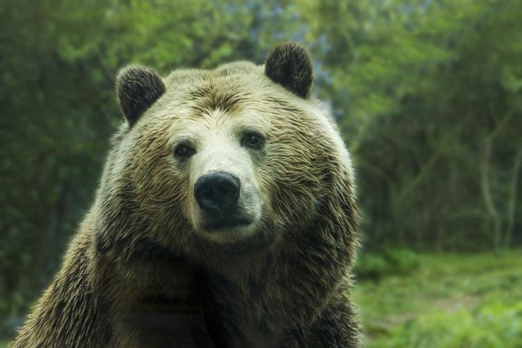  Иркутская область: голодный медведь загнал туриста на дерево