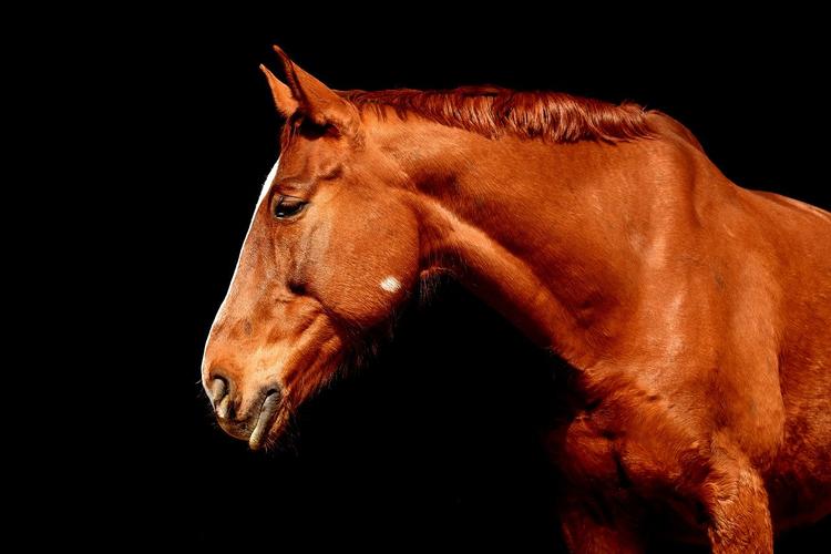 В Зарайске 10 лошадей погибло при пожаре в конном клубе 