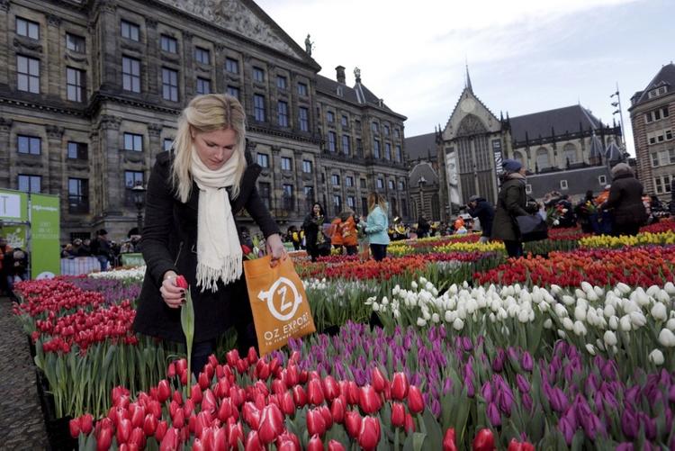 В Нидерландах уничтожили 400 миллионов тюльпанов. Из-за пандемии коронавируса они никому не нужны