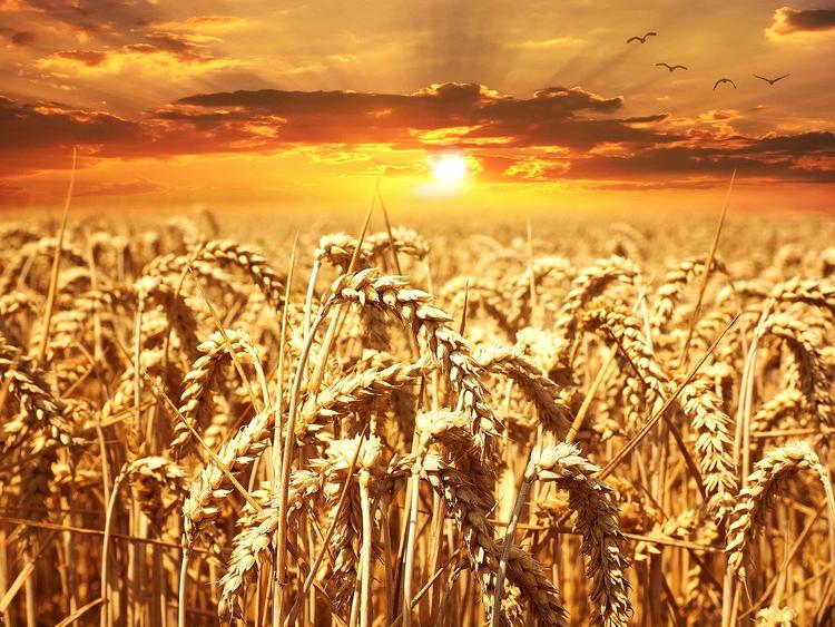 Специалисты заявили, что урожай зерна станет рекордным в этом году