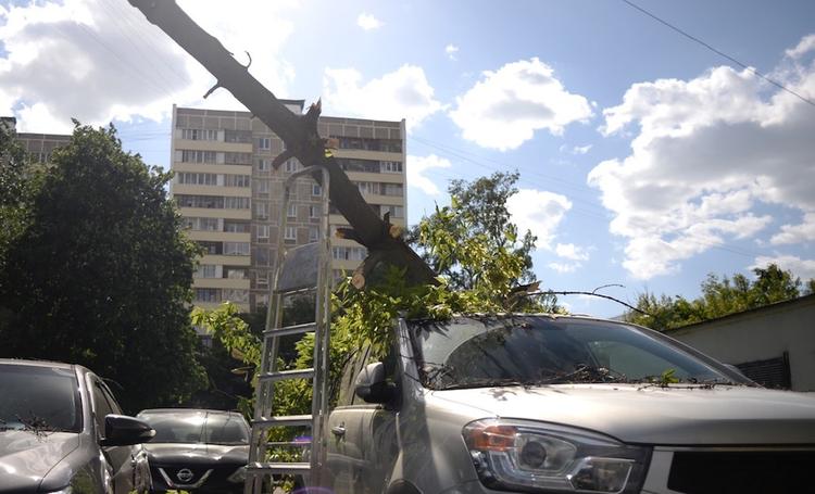 В Москве из-за сильного ветра дерево упало на два автомобиля