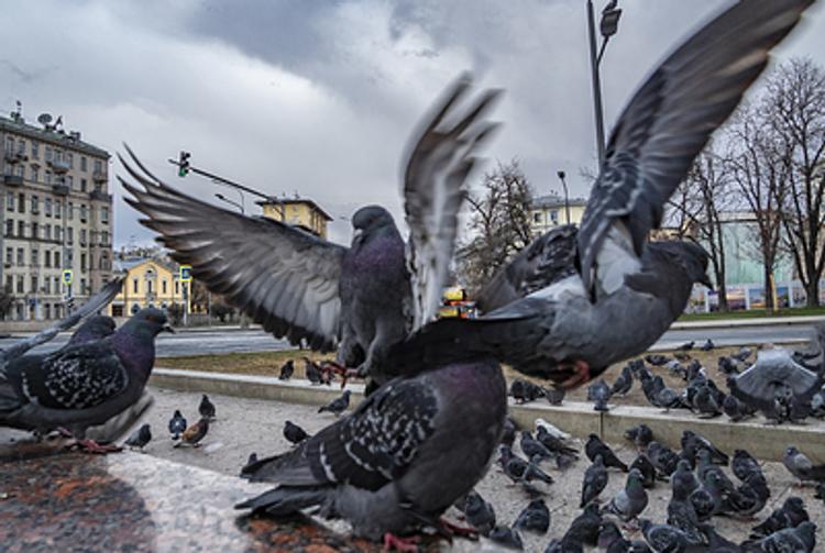 Ученые предупреждают власти: нужно учитывать риск распространения коронавируса через голубей 