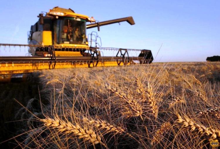 Впервые за последние десять лет мир рискует остаться без российской пшеницы