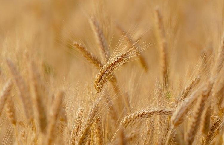 Многие страны мира опасаются дефицита российской пшеницы