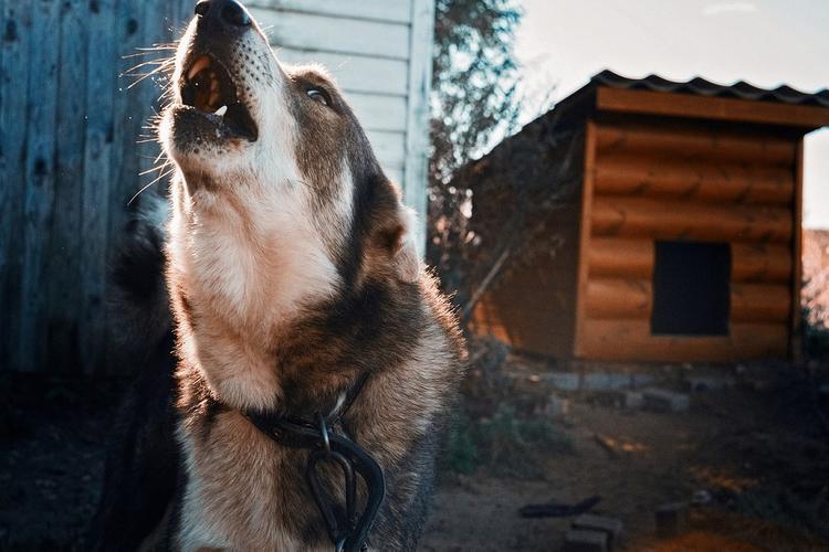 Кинолог объяснил владельцам собак, как успокоить лающего по ночам питомца