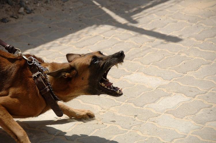 В Подмосковье арестовали напавшего на полицейских с ножом во время выгула собаки мужчину