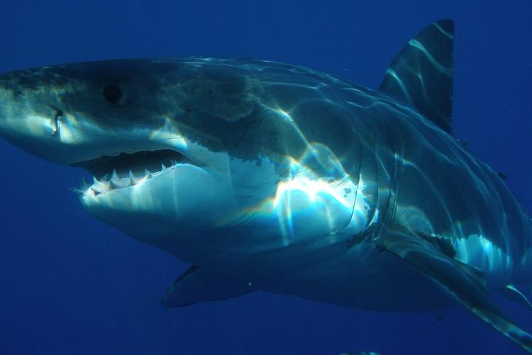 Побережье Испании облюбовали агрессивные тигровые и бычьи акулы 