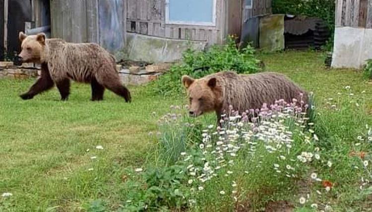 Сидим дома: по Таллину бродят два медведя