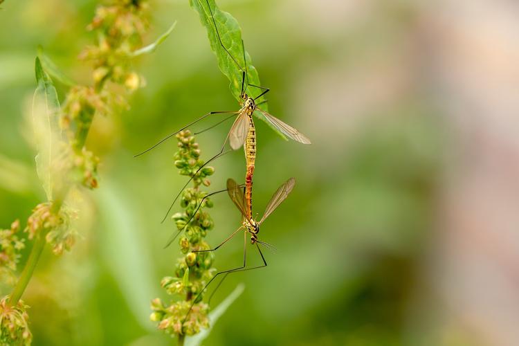 Учёные дали объяснение нашествию комаров в Нижегородской области