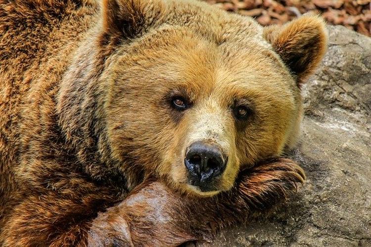 В Ярославле медведь напал на мужчину, его спасли таксисты