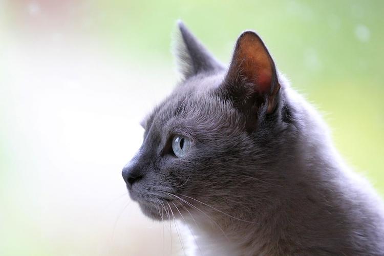 У кошек впервые выявили бессимптомное течение COVID-19