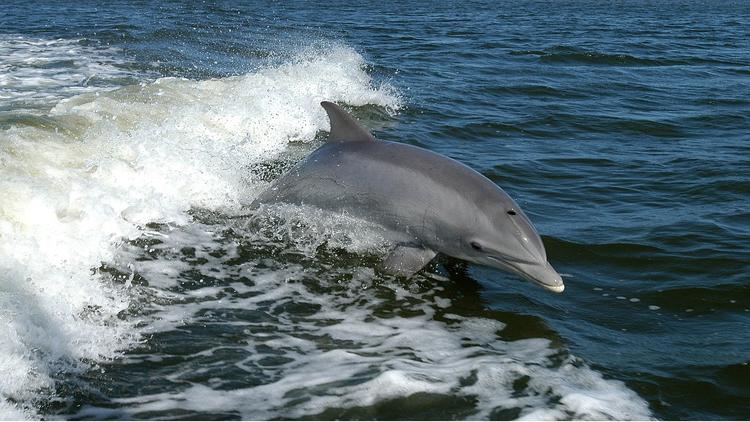 У финских берегов впервые за почти 70 лет заметили дельфинов-афалин