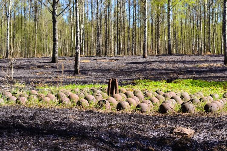 В Ленинградской области хотят создать мусорный полигон на костях незахороненных солдат войны