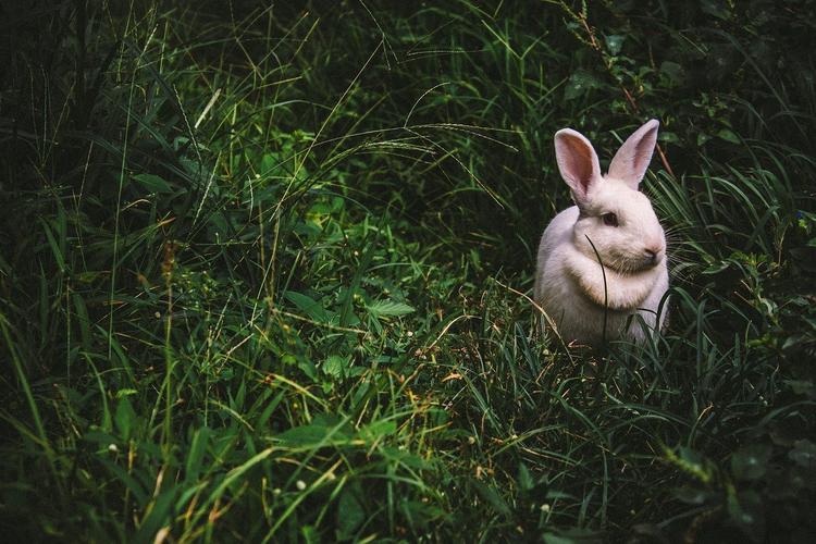 Кузбасс: местный житель украл у соседа кроликов