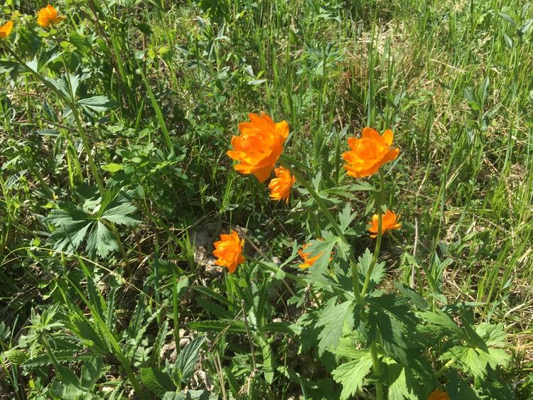 В Саяно-Шушенском заповеднике цветут жарки