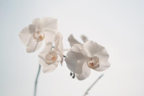 В сочинском парке зацвели редкие орхидеи